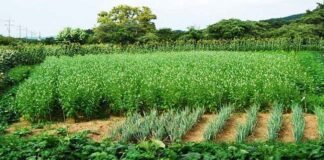 उत्तराखंड में जैविक खेती की हकीकत! देखें डॉ. राजेंद्र कुकसाल की रिपोर्ट organic-clusters