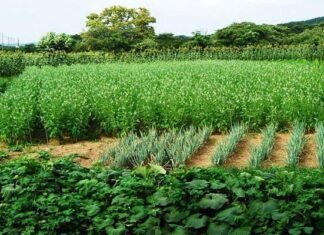 उत्तराखंड में जैविक खेती की हकीकत! देखें डॉ. राजेंद्र कुकसाल की रिपोर्ट organic-clusters