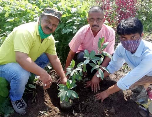 plantation-in-haikalanpur-d