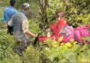 उत्तराखंड : गुलदार का आतंक जारी, आज फिर एक और महिला को बनाया निवाला, दो दिनों के अंदर दूसरी घटना tiger attack