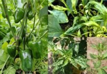 मिर्च व शिमला मिर्च का पत्ता मोड़क रोग : जानिए कैसे करें इस रोग से बचाव एवं उपचार Chilli and capsicum leaf twisting disease