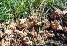 बिना उत्पादन बढ़ाये टिहरी जनपद को कैसे मिलेगी अदरक में पहिचान?, पढ़िए विशेष रिपोर्ट adrak ki kheti