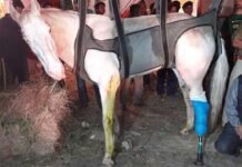 शक्तिमान प्रकरण में कैबिनेट मंत्री गणेश जोशी समेत 5 को सीजेएम कोर्ट ने किया बरी, जानिए क्या था पूरा मामला shaktiman-ganesh-joshi