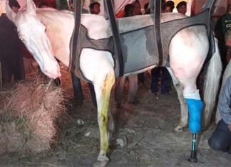 शक्तिमान प्रकरण में कैबिनेट मंत्री गणेश जोशी समेत 5 को सीजेएम कोर्ट ने किया बरी, जानिए क्या था पूरा मामला shaktiman-ganesh-joshi