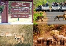 सफारी पर्यटकों के लिए खुशखबरी, उत्तराखंड में राजाजी टाइगर रिजर्व पार्क के खुले द्वार Rajaji Tiger Reserve Park gates open for tourists