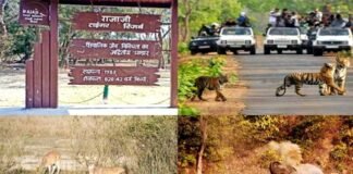 सफारी पर्यटकों के लिए खुशखबरी, उत्तराखंड में राजाजी टाइगर रिजर्व पार्क के खुले द्वार Rajaji Tiger Reserve Park gates open for tourists