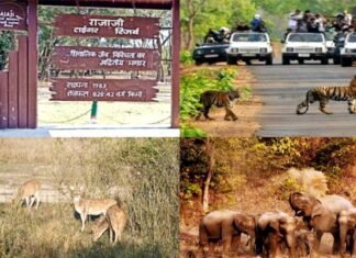 सफारी पर्यटकों के लिए खुशखबरी, उत्तराखंड में राजाजी टाइगर रिजर्व पार्क के खुले द्वार Rajaji Tiger Reserve Park gates open for tourists