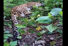 कल्जीखाल ब्लॉक के घण्डियाल क्षेत्र के जंगल में मिले घायल गुलदार ने तोड़ा दम guldar
