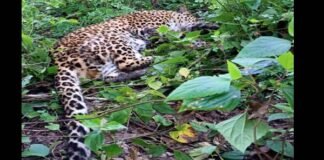 कल्जीखाल ब्लॉक के घण्डियाल क्षेत्र के जंगल में मिले घायल गुलदार ने तोड़ा दम guldar