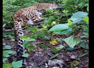 कल्जीखाल ब्लॉक के घण्डियाल क्षेत्र के जंगल में मिले घायल गुलदार ने तोड़ा दम guldar