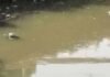 खुले में सीवर डालने से रोका, तो प्राधिकरण कर्मी पर वाहन चढ़ाने की कोशिश pouring sewer in the open