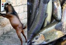 उत्तराखंड के बकरों और ट्राउट फिश का 17 और 18 दिसम्बर को देहरादून में आयोजित होगा ग्रैंड फूड फेस्टिवल, प्रसिद्ध होटलों के सेफ तैयार करेंगे व्यंजन hilly-goat-and-trout-fish