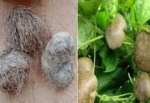 उत्तराखंड के पहाड़ी क्षेत्रों में पायी जाने वाली कंदमूल गींठी या गेंठी के औषधीय गुणों के बारे में जानिए GENTHI-ginthi-gethi