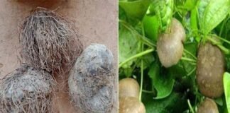 उत्तराखंड के पहाड़ी क्षेत्रों में पायी जाने वाली कंदमूल गींठी या गेंठी के औषधीय गुणों के बारे में जानिए GENTHI-ginthi-gethi