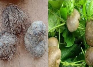 उत्तराखंड के पहाड़ी क्षेत्रों में पायी जाने वाली कंदमूल गींठी या गेंठी के औषधीय गुणों के बारे में जानिए GENTHI-ginthi-gethi
