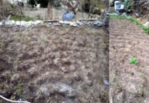 खतरे में पहाड़ी आलू, इस बार थाली में नही देखेगी आलू की थिंचोड़ी