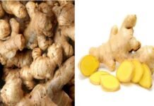 सामान्य किस्म के अदरक के बीज को रियो-डी-जनेरियो के नाम वितरित कर विगत 20 वर्षो से चल रहा है फर्जीवाड़ा ginger-rio-de-janeiro