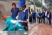 ग्रेटर नोएडा में लावारिस कुत्तों का पहला नसबंदी केंद्र शुरू, इस नंबर पर करें कॉल, नसबंदी के बाद पहचान के लिए कुत्ते के गले में पहनाया जाएगा पट्टा sterilization center for dogs