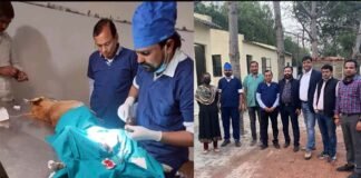 ग्रेटर नोएडा में लावारिस कुत्तों का पहला नसबंदी केंद्र शुरू, इस नंबर पर करें कॉल, नसबंदी के बाद पहचान के लिए कुत्ते के गले में पहनाया जाएगा पट्टा sterilization center for dogs