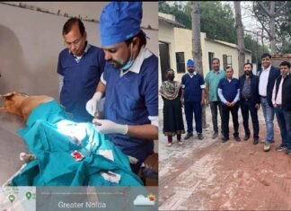 ग्रेटर नोएडा में लावारिस कुत्तों का पहला नसबंदी केंद्र शुरू, इस नंबर पर करें कॉल, नसबंदी के बाद पहचान के लिए कुत्ते के गले में पहनाया जाएगा पट्टा sterilization center for dogs