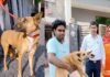 लावारिस कुत्तों से निजात दिलाने में कारगर साबित हो रहा “प्रोजेक्ट भैरव”, कुत्तों की नसबंदी के लिए इस नंबर पर करें कॉल Project Bhairav for sterilization of dogs