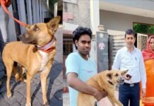 लावारिस कुत्तों से निजात दिलाने में कारगर साबित हो रहा “प्रोजेक्ट भैरव”, कुत्तों की नसबंदी के लिए इस नंबर पर करें कॉल Project Bhairav for sterilization of dogs