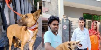 लावारिस कुत्तों से निजात दिलाने में कारगर साबित हो रहा “प्रोजेक्ट भैरव”, कुत्तों की नसबंदी के लिए इस नंबर पर करें कॉल Project Bhairav for sterilization of dogs