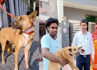 लावारिस कुत्तों से निजात दिलाने में कारगर साबित हो रहा “प्रोजेक्ट भैरव”, कुत्तों की नसबंदी के लिए इस नंबर पर करें कॉल Project Bhairav for sterilization of dogs