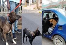 डॉग्स की नसबंदी के लिए इस नंबर पर करें कॉल, स्ट्रे डॉग की बढ़ती आबादी नियंत्रित कने में कारगर साबित हो रहा है प्रोजेक्ट भैरव