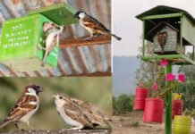 विश्व गौरैया दिवस : आओ सुने चहचहाहट, घर-आंगन में फिर नन्ही चिड़िया की फुर-फुर उड़ान लौटाएं World-Sparrow-Day-2022