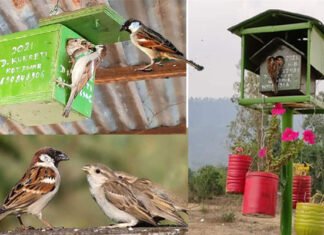 विश्व गौरैया दिवस : आओ सुने चहचहाहट, घर-आंगन में फिर नन्ही चिड़िया की फुर-फुर उड़ान लौटाएं World-Sparrow-Day-2022