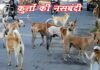 ग्रेटर नोएडा: डॉगी की नसबंदी के लिए न करें नकद भुगतान, ह्यूमन वेलफेयर के खाते में सिर्फ ऑनलाइन भुगतान करें डॉग्स की नसबंदी