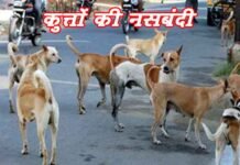 ग्रेटर नोएडा: डॉगी की नसबंदी के लिए न करें नकद भुगतान, ह्यूमन वेलफेयर के खाते में सिर्फ ऑनलाइन भुगतान करें डॉग्स की नसबंदी