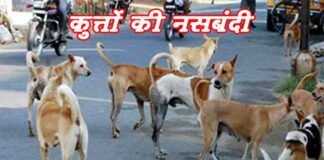 ग्रेटर नोएडा: डॉगी की नसबंदी के लिए न करें नकद भुगतान, ह्यूमन वेलफेयर के खाते में सिर्फ ऑनलाइन भुगतान करें डॉग्स की नसबंदी