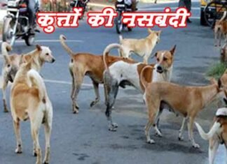 ग्रेटर नोएडा: डॉगी की नसबंदी के लिए न करें नकद भुगतान, ह्यूमन वेलफेयर के खाते में सिर्फ ऑनलाइन भुगतान करें डॉग्स की नसबंदी