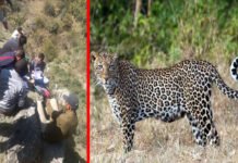 पौड़ी : गाँव से कुछ दूर झाड़ियों में मिला बुजुर्ग का शव, ग्रामीणों में गुलदार की दहशत