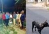 प्रोजेक्ट भैरव से नसबंदी के साथ ही तैयार हो रहा स्ट्रे डॉग का बायोडाटा, 5 सेक्टरों के 34 डॉग की नसबंदी व वैकसीनेशन के बाद गले में पट्टा पहनाकर छोड़ा Project Bhairav-stray-dog-sterilization
