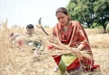 कैबिनेट मंत्री रेखा आर्य ने भरी दोपहरी में काटी गेहूं की फसल, महिला किसानों को किया सम्मानित Cabinet Minister Rekha Arya harvested wheat crop