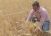 जिलाधिकारी ने गेहूं काटकर किया क्रॉप कटिंग का शुभारंभ DM started crop cutting