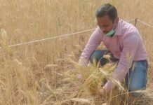 जिलाधिकारी ने गेहूं काटकर किया क्रॉप कटिंग का शुभारंभ DM started crop cutting