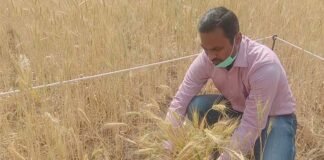 जिलाधिकारी ने गेहूं काटकर किया क्रॉप कटिंग का शुभारंभ DM started crop cutting