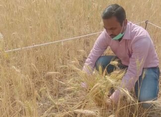 जिलाधिकारी ने गेहूं काटकर किया क्रॉप कटिंग का शुभारंभ DM started crop cutting