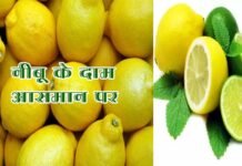 इस बार नींबू के भाव आसमान पर, लोगों के खरीदने में छूट रहे पसीने, जानिए किस वजह से महंगा हुआ नींबू