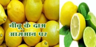 इस बार नींबू के भाव आसमान पर, लोगों के खरीदने में छूट रहे पसीने, जानिए किस वजह से महंगा हुआ नींबू