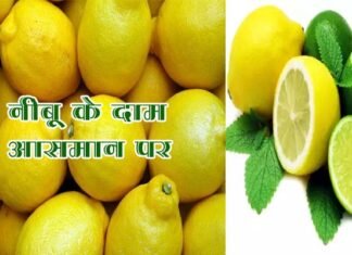 इस बार नींबू के भाव आसमान पर, लोगों के खरीदने में छूट रहे पसीने, जानिए किस वजह से महंगा हुआ नींबू