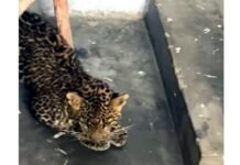 श्रीनगर गढ़वाल : कमलेश्वर मोहल्ला में सुबह-सुबह घर में घुसा गुलदार