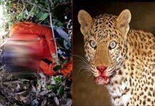 पाबौ क्षेत्र में काफल लेने गयी महिला को गुलदार ने बनाया निवाला, क्षेत्र में दहशत guldar-killed-woman