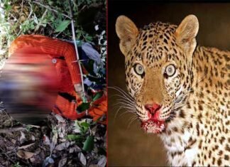 पाबौ क्षेत्र में काफल लेने गयी महिला को गुलदार ने बनाया निवाला, क्षेत्र में दहशत guldar-killed-woman
