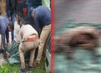पौड़ी गढ़वाल: गुस्साए ग्रामीणों ने पिंजरे में कैद गुलदार को जिंदा जलाया, बीते दिनों गुलदार ने काफल लेने गयी महिला को बनाया था निवाला guldar-was-burnt-alive