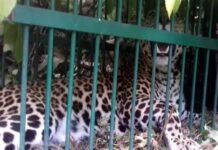 पौड़ी गढ़वाल: गुलदार के मुंह से बकरी को छुड़ाने के प्रयास में घायल हुए माँ-बेटा, पिंजरे में कैद हुआ गुलदार caged guldar